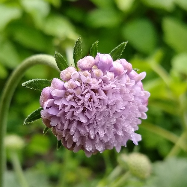 plant image 1435571 plant image 1435571