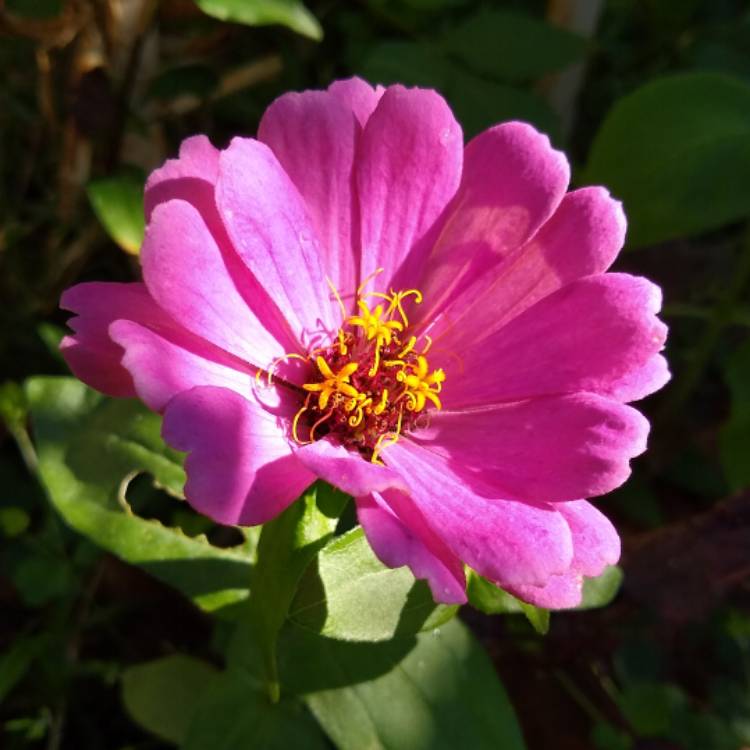 plant image 1436330 plant image 1436330