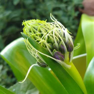 Scilla peruviana