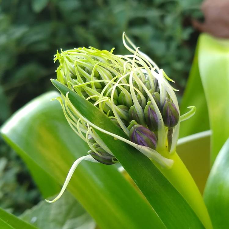 plant image 1436553