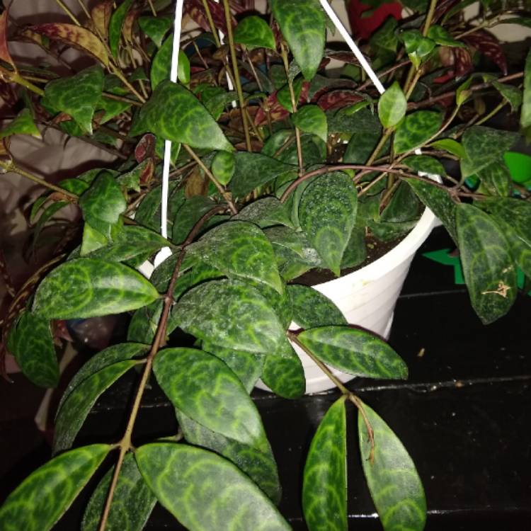 plant image 1437097