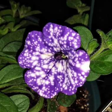 Petunia 'Kleph15313' syn. Petunia 'Night Sky', Petunia 'Headliner Night Sky'