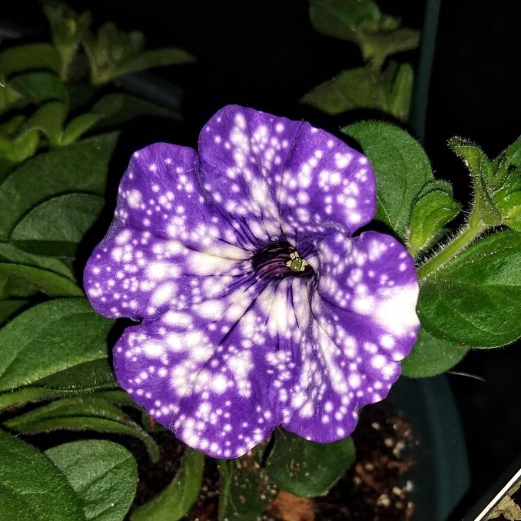 plant image 1437139 plant image 1437139