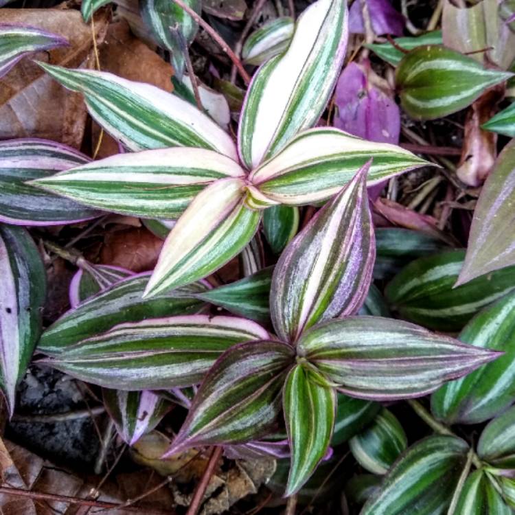 plant image 1438210