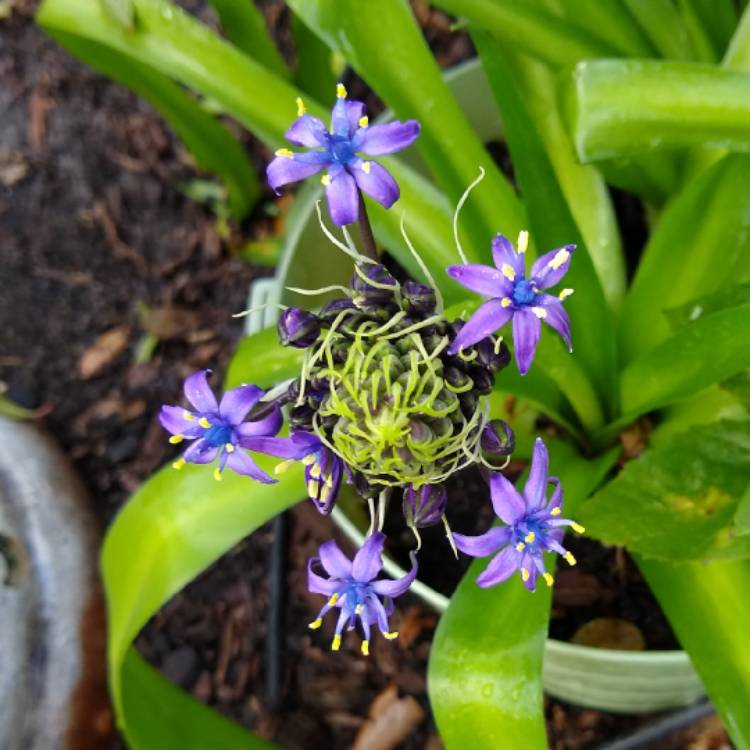 plant image 1438360