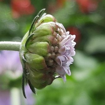 plant image 1438947 plant image 1438947