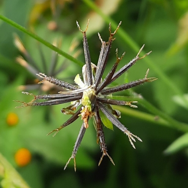 plant image 1438949