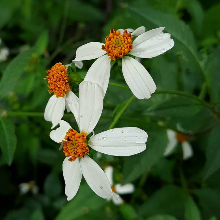 plant image 1438955