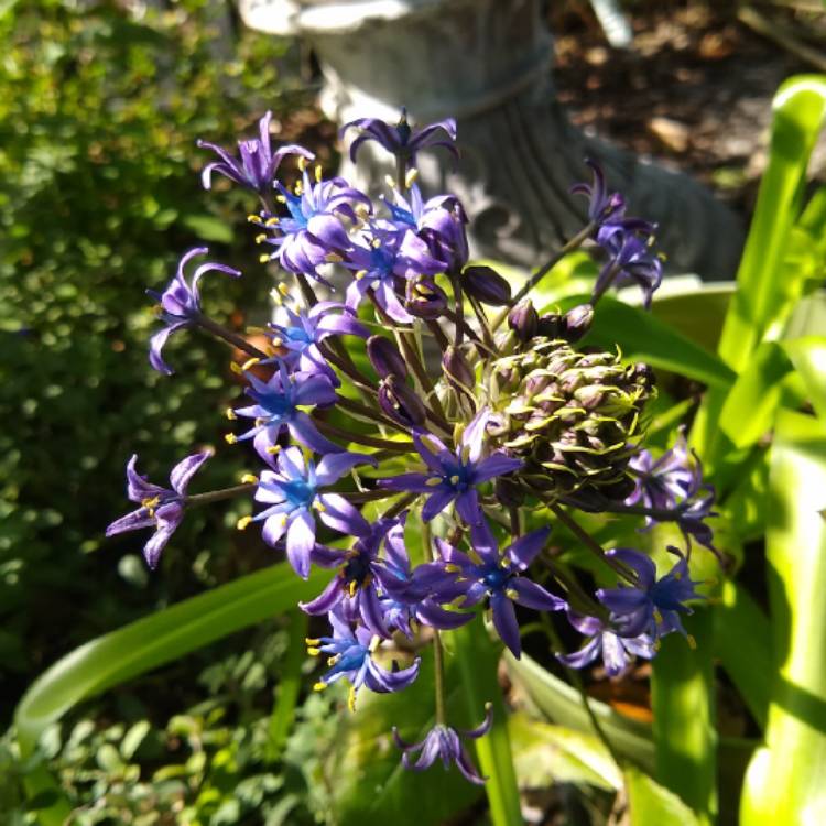 plant image 1439410