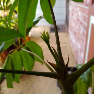 Fatsia japonica  syn. Aralia japonica