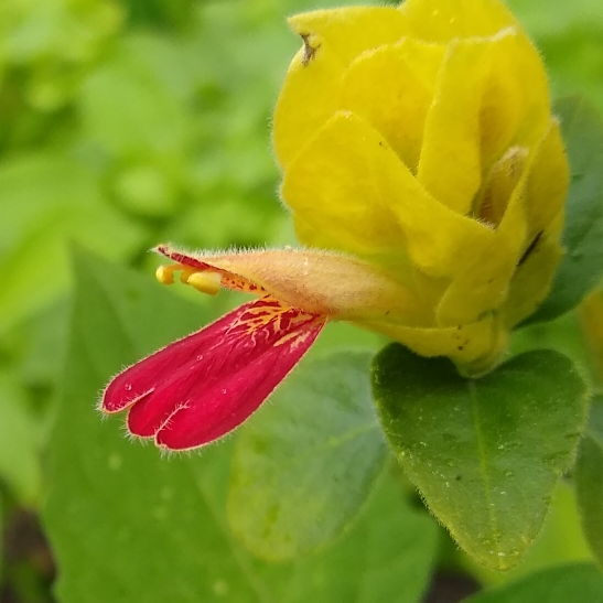plant image 1441318