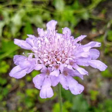 Scabiosa caucasica