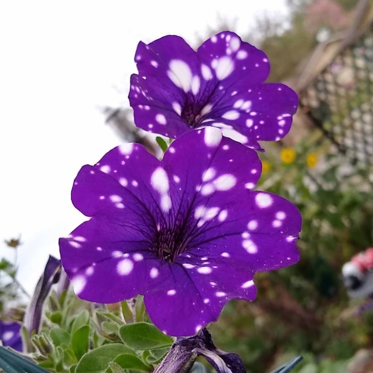 plant image 1441342 plant image 1441342