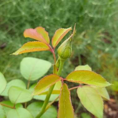 Rosa 'Blue girl'