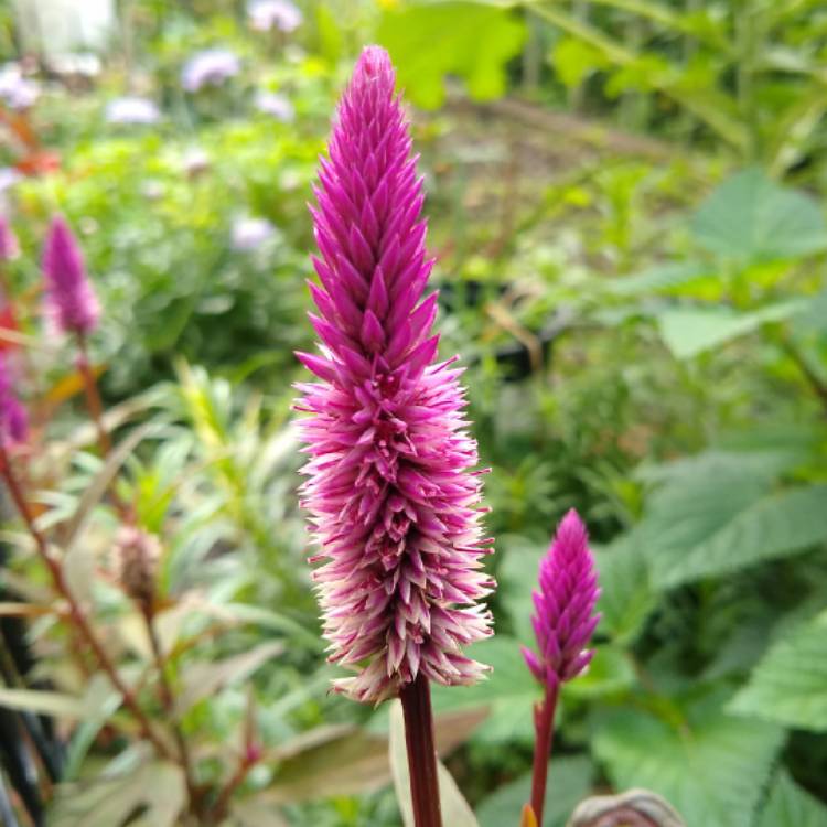 plant image 1441903
