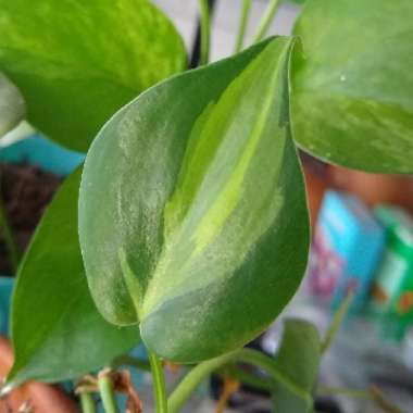 Philodendron hederaceum var. oxycardium 'Brasil' syn. Philodendron hederaceum 'Brasil', Philodendron 'Brasil', Philodendron scandens 'Brasil'