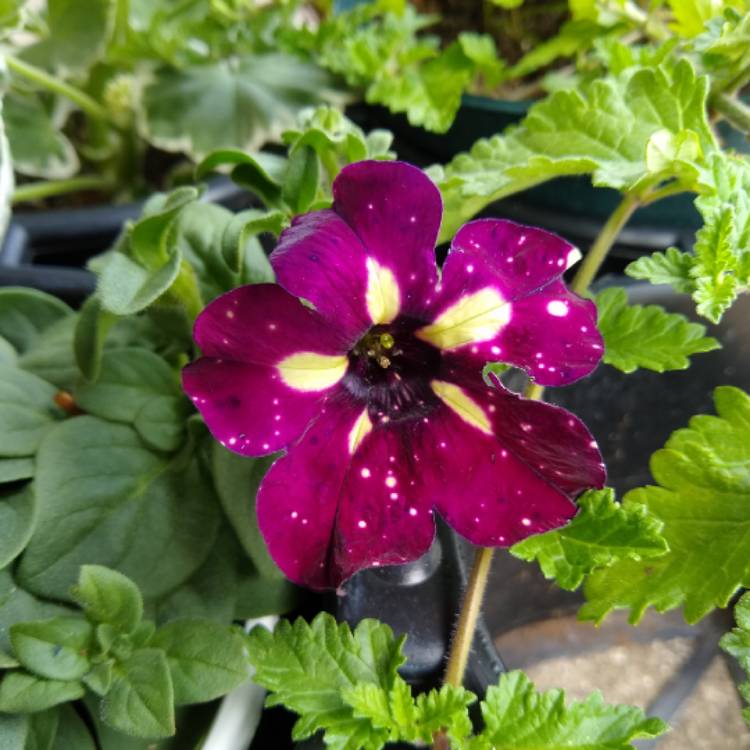 plant image 1442740