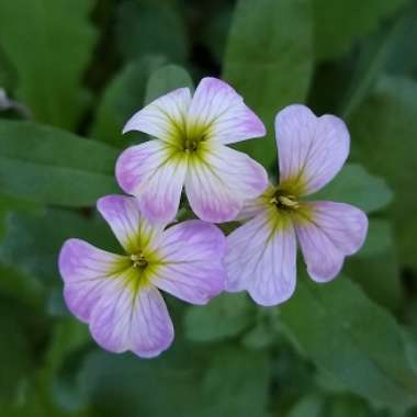 Arabis caucasica