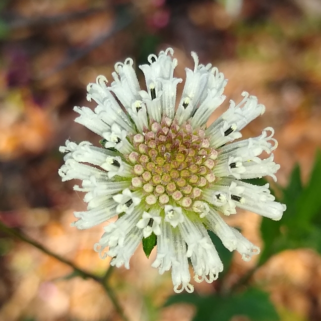Plant image Melanthera Nivea
