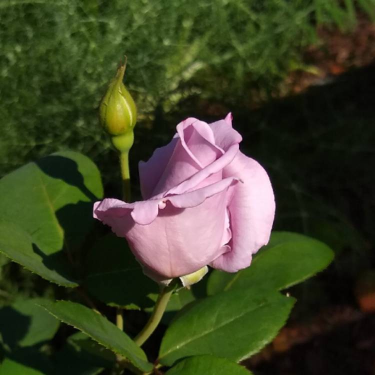 plant image 1445217
