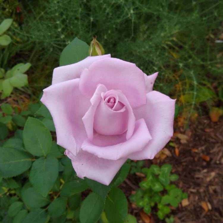 plant image 1445923