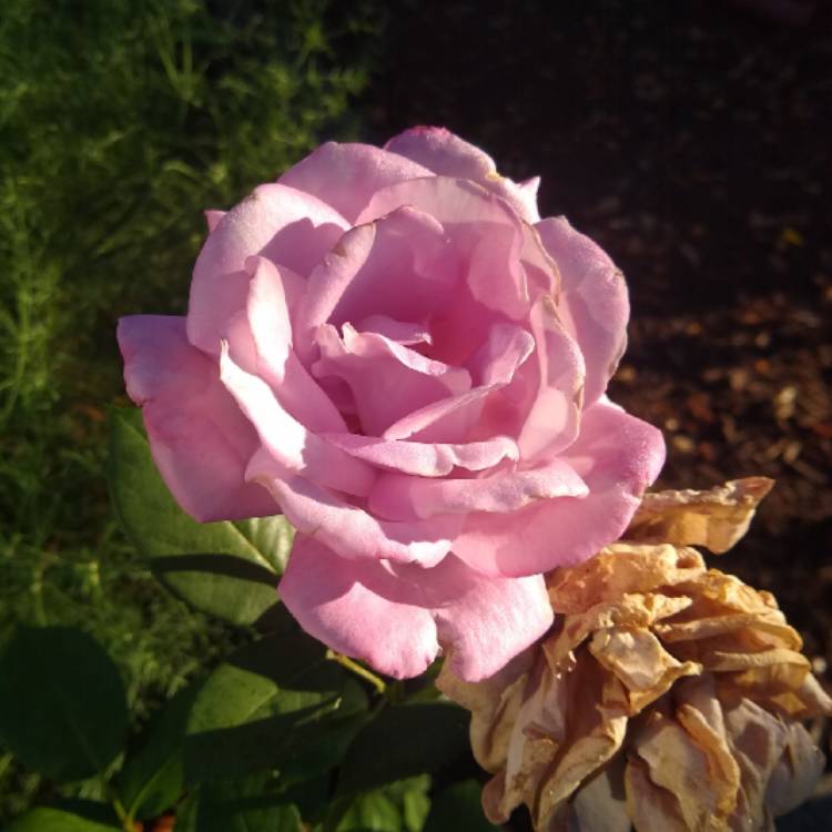 plant image 1448999
