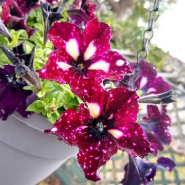 Petunia 'Kleph18389' syn. Petunia 'Starry Sky Burgundy', Petunia 'Headliner Starry Sky Burgundy'