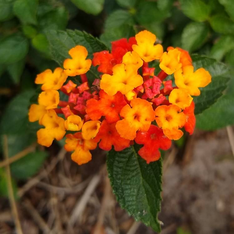 plant image 1450900