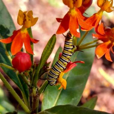 Asclepias curassavica