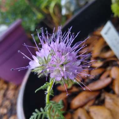 Phacelia tanacetifolia