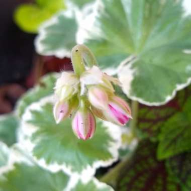 Pelargonium