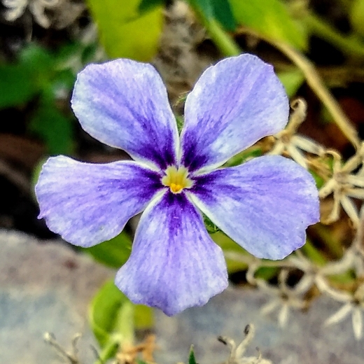 plant image 1459379 plant image 1459379