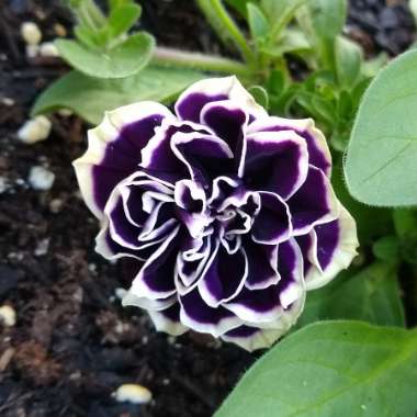 Petunia 'Midnight Gold'