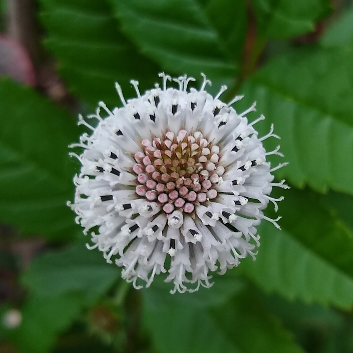 plant image 1462608 plant image 1462608