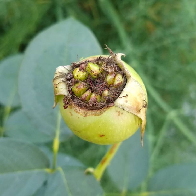 plant image 1463461