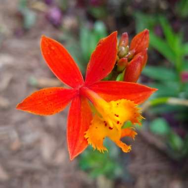 Epidendrum Radicans