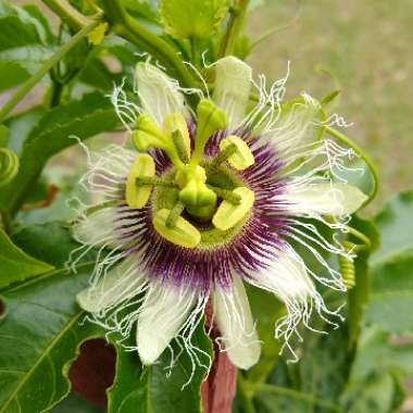 Passiflora edulis