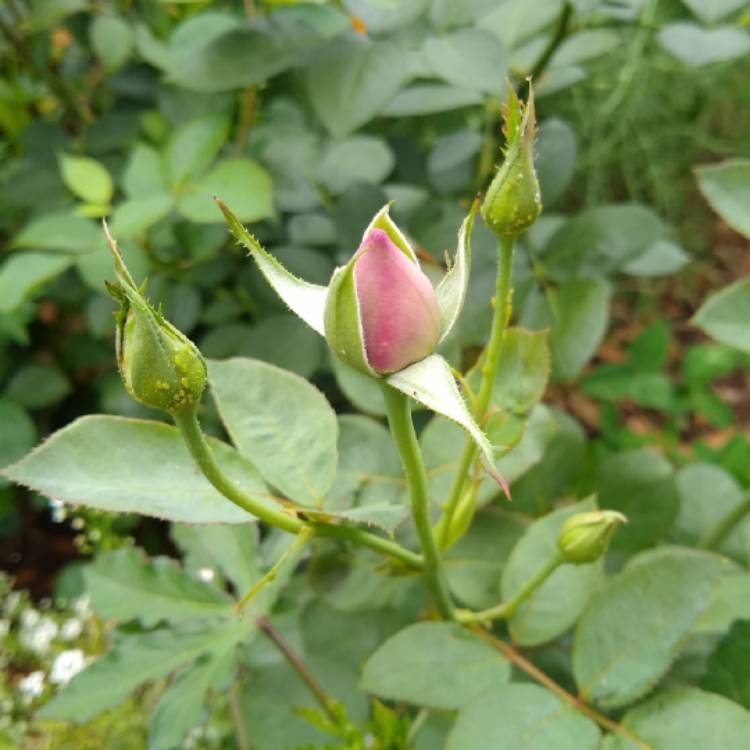 plant image 1466042