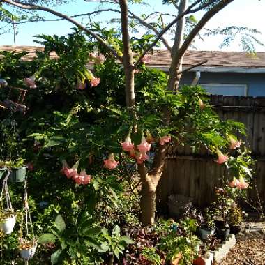 Brugmansia