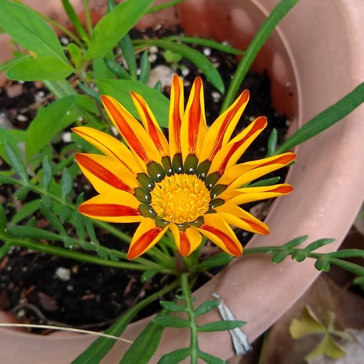 plant image 1469760 plant image 1469760