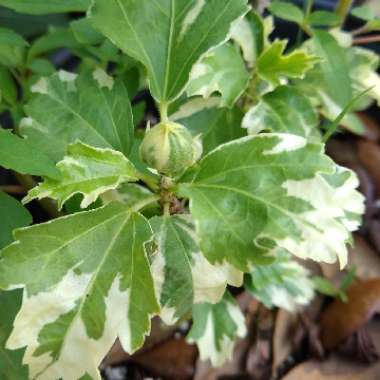 Hibiscus syriacus