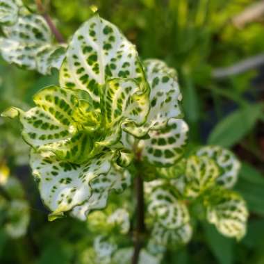 Asystasia Gangetica 'You're So Vein'