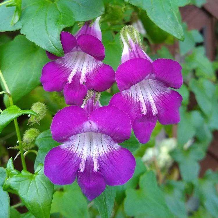 plant image 1471752