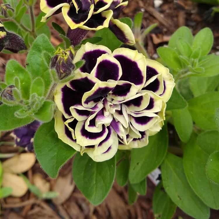 plant image 1471755 plant image 1471755