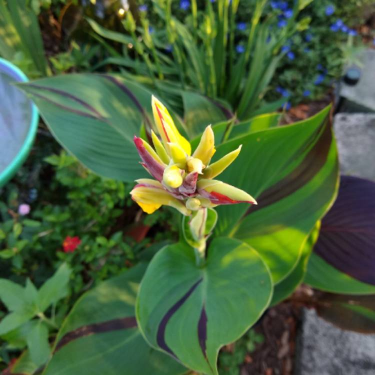 plant image 1471969