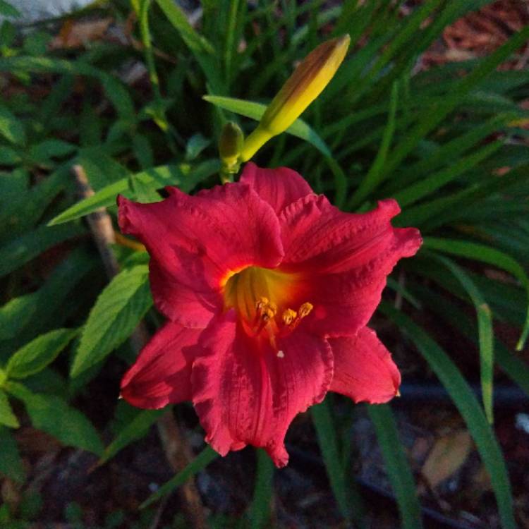 plant image 1471970