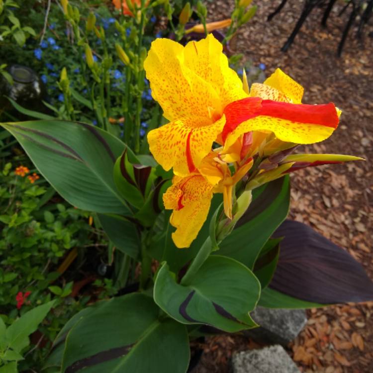 plant image 1473382