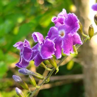 Duranta