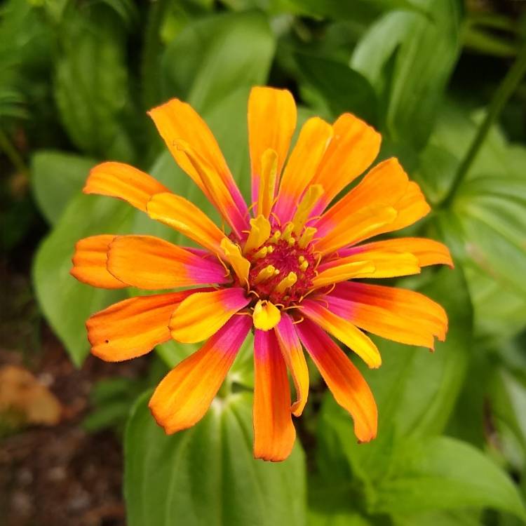 plant image 1475172 plant image 1475172