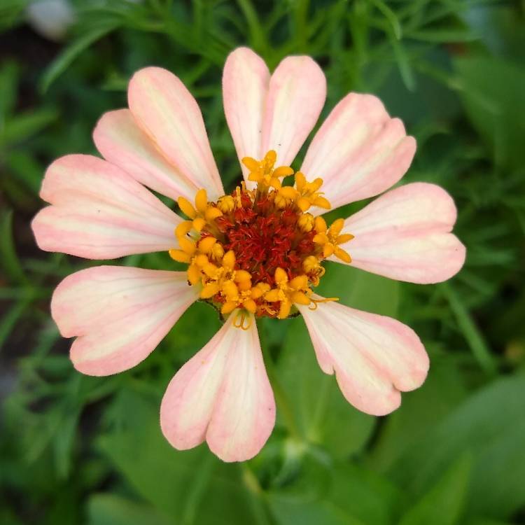 plant image 1476272 plant image 1476272